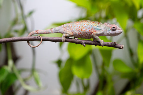 Ambilobe From "Bozeny-akanga" (AKA Little Rascal) x "Biby" (AKA Bug) - Hatched May 2026 - Male #7