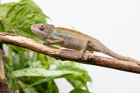Ambilobe From "Bozeny-akanga" (AKA Little Rascal) x "Biby" (AKA Bug) - Hatched May 2026 - Male #7