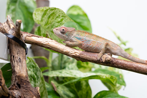Ambilobe From "Bozeny-akanga" (AKA Little Rascal) x "Biby" (AKA Bug) - Hatched May 2026 - Male #7