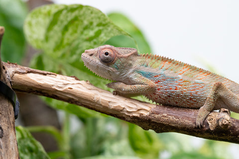 Ambilobe From "Bozeny-akanga" (AKA Little Rascal) x "Biby" (AKA Bug) - Hatched May 2026 - Male #7