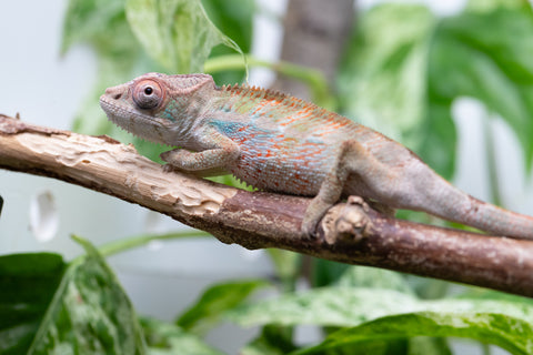 Ambilobe From "Bozeny-akanga" (AKA Little Rascal) x "Biby" (AKA Bug) - Hatched May 2026 - Male #7