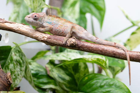 Ambilobe From "Bozeny-akanga" (AKA Little Rascal) x "Biby" (AKA Bug) - Hatched May 2026 - Male #7