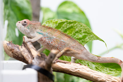 Ambilobe From "Bozeny-akanga" (AKA Little Rascal) x "Biby" (AKA Bug) - Hatched May 2026 - Male #7