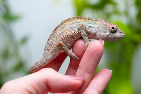 Ambilobe From "Bozeny-akanga" (AKA Little Rascal) x "Biby" (AKA Bug) - Hatched May 2026 - Male #7