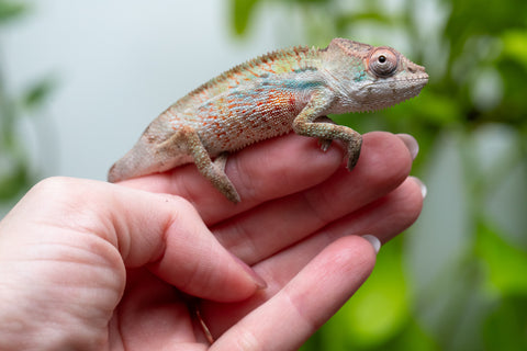 Ambilobe From "Bozeny-akanga" (AKA Little Rascal) x "Biby" (AKA Bug) - Hatched May 2026 - Male #7