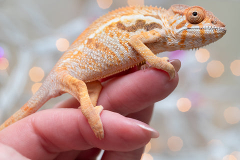 Holdbacks/Individuals: Ambilobe offspring from "Bozeny-akanga" (AKA Little Rascal) x "Vony-tapoaka" (AKA Yellow Explosion) - Hatched: Oct - Nov 2025 - Female #1