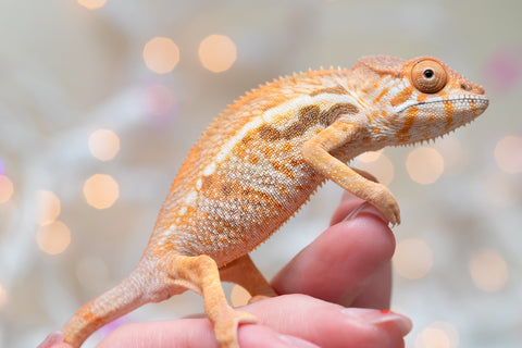 Holdbacks/Individuals: Ambilobe offspring from "Bozeny-akanga" (AKA Little Rascal) x "Vony-tapoaka" (AKA Yellow Explosion) - Hatched: Oct - Nov 2025 - Female #1