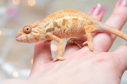 Holdbacks/Individuals: Ambilobe offspring from "Bozeny-akanga" (AKA Little Rascal) x "Vony-tapoaka" (AKA Yellow Explosion) - Hatched: Oct - Nov 2025 - Female #1