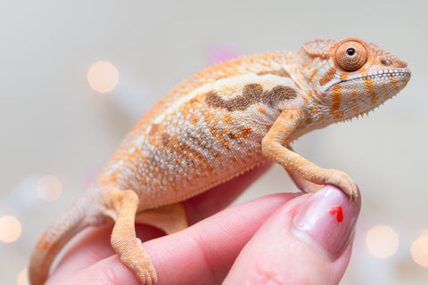 Holdbacks/Individuals: Ambilobe offspring from "Bozeny-akanga" (AKA Little Rascal) x "Vony-tapoaka" (AKA Yellow Explosion) - Hatched: Oct - Nov 2025 - Female #1