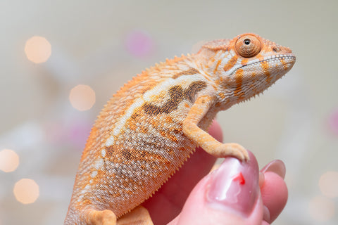 Holdbacks/Individuals: Ambilobe offspring from "Bozeny-akanga" (AKA Little Rascal) x "Vony-tapoaka" (AKA Yellow Explosion) - Hatched: Oct - Nov 2025 - Female #1