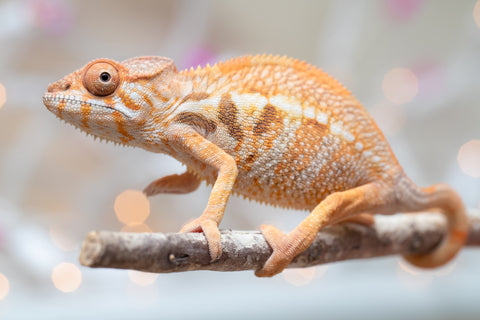 Holdbacks/Individuals: Ambilobe offspring from "Bozeny-akanga" (AKA Little Rascal) x "Vony-tapoaka" (AKA Yellow Explosion) - Hatched: Oct - Nov 2025 - Female #1