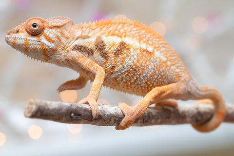 Holdbacks/Individuals: Ambilobe offspring from "Bozeny-akanga" (AKA Little Rascal) x "Vony-tapoaka" (AKA Yellow Explosion) - Hatched: Oct - Nov 2025 - Female #1