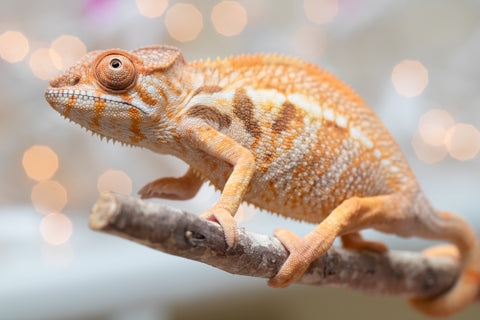 Holdbacks/Individuals: Ambilobe offspring from "Bozeny-akanga" (AKA Little Rascal) x "Vony-tapoaka" (AKA Yellow Explosion) - Hatched: Oct - Nov 2025 - Female #1