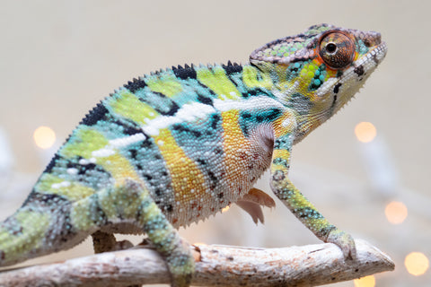 Holdbacks/Individuals: Ambilobe offspring from "Bozeny-akanga" (AKA Little Rascal) x "Vony-tapoaka" (AKA Yellow Explosion) - Hatched: Oct - Nov 2025 - Male #1