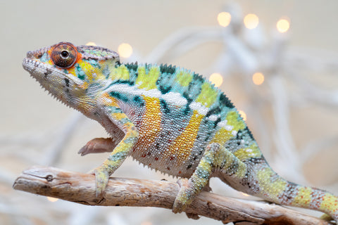 Holdbacks/Individuals: Ambilobe offspring from "Bozeny-akanga" (AKA Little Rascal) x "Vony-tapoaka" (AKA Yellow Explosion) - Hatched: Oct - Nov 2025 - Male #1