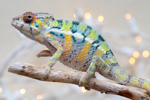 Holdbacks/Individuals: Ambilobe offspring from "Bozeny-akanga" (AKA Little Rascal) x "Vony-tapoaka" (AKA Yellow Explosion) - Hatched: Oct - Nov 2025 - Male #1