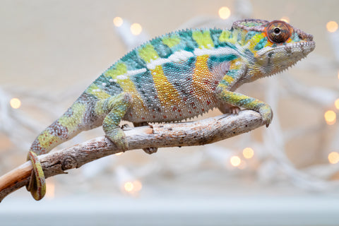 Holdbacks/Individuals: Ambilobe offspring from "Bozeny-akanga" (AKA Little Rascal) x "Vony-tapoaka" (AKA Yellow Explosion) - Hatched: Oct - Nov 2025 - Male #1