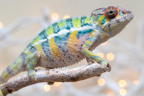 Holdbacks/Individuals: Ambilobe offspring from "Bozeny-akanga" (AKA Little Rascal) x "Vony-tapoaka" (AKA Yellow Explosion) - Hatched: Oct - Nov 2025 - Male #1