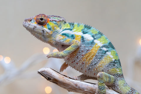 Holdbacks/Individuals: Ambilobe offspring from "Bozeny-akanga" (AKA Little Rascal) x "Vony-tapoaka" (AKA Yellow Explosion) - Hatched: Oct - Nov 2025 - Male #1