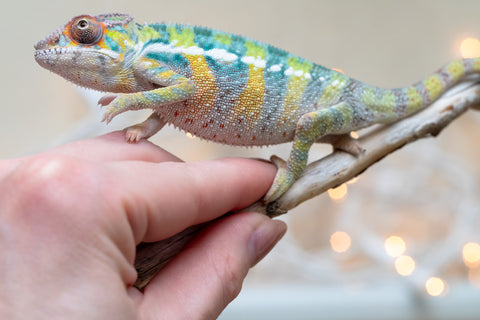 Holdbacks/Individuals: Ambilobe offspring from "Bozeny-akanga" (AKA Little Rascal) x "Vony-tapoaka" (AKA Yellow Explosion) - Hatched: Oct - Nov 2025 - Male #1