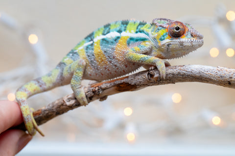 Holdbacks/Individuals: Ambilobe offspring from "Bozeny-akanga" (AKA Little Rascal) x "Vony-tapoaka" (AKA Yellow Explosion) - Hatched: Oct - Nov 2025 - Male #1