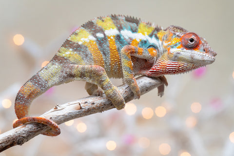 Holdbacks/Individuals: Ambilobe offspring from "Bozeny-akanga" (AKA Little Rascal) x "Vony-tapoaka" (AKA Yellow Explosion) - Hatched: Oct - Nov 2025 - Male #10