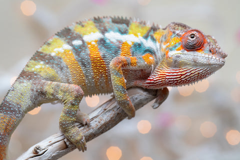 Holdbacks/Individuals: Ambilobe offspring from "Bozeny-akanga" (AKA Little Rascal) x "Vony-tapoaka" (AKA Yellow Explosion) - Hatched: Oct - Nov 2025 - Male #10