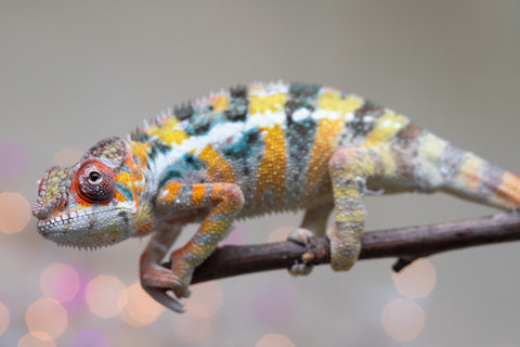 Holdbacks/Individuals: Ambilobe offspring from "Bozeny-akanga" (AKA Little Rascal) x "Vony-tapoaka" (AKA Yellow Explosion) - Hatched: Oct - Nov 2025 - Male #10