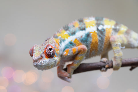 Holdbacks/Individuals: Ambilobe offspring from "Bozeny-akanga" (AKA Little Rascal) x "Vony-tapoaka" (AKA Yellow Explosion) - Hatched: Oct - Nov 2025 - Male #10