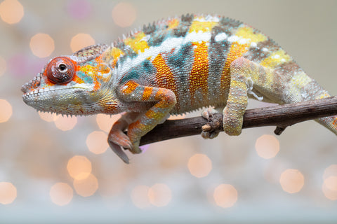 Holdbacks/Individuals: Ambilobe offspring from "Bozeny-akanga" (AKA Little Rascal) x "Vony-tapoaka" (AKA Yellow Explosion) - Hatched: Oct - Nov 2025 - Male #10