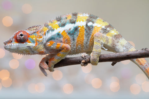 Holdbacks/Individuals: Ambilobe offspring from "Bozeny-akanga" (AKA Little Rascal) x "Vony-tapoaka" (AKA Yellow Explosion) - Hatched: Oct - Nov 2025 - Male #10