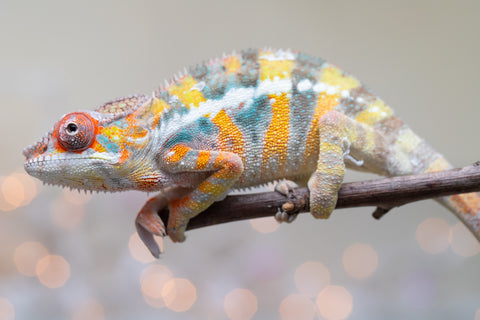 Holdbacks/Individuals: Ambilobe offspring from "Bozeny-akanga" (AKA Little Rascal) x "Vony-tapoaka" (AKA Yellow Explosion) - Hatched: Oct - Nov 2025 - Male #10