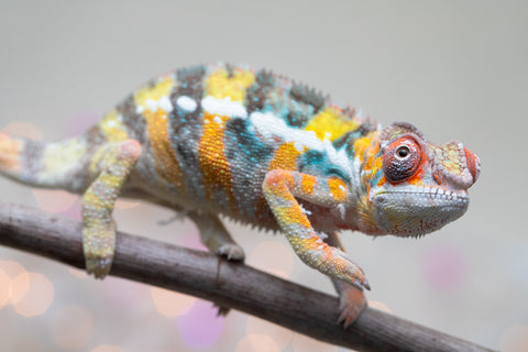 Holdbacks/Individuals: Ambilobe offspring from "Bozeny-akanga" (AKA Little Rascal) x "Vony-tapoaka" (AKA Yellow Explosion) - Hatched: Oct - Nov 2025 - Male #10