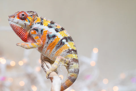 Holdbacks/Individuals: Ambilobe offspring from "Bozeny-akanga" (AKA Little Rascal) x "Vony-tapoaka" (AKA Yellow Explosion) - Hatched: Oct - Nov 2025 - Male #10