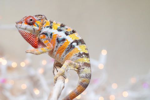 Holdbacks/Individuals: Ambilobe offspring from "Bozeny-akanga" (AKA Little Rascal) x "Vony-tapoaka" (AKA Yellow Explosion) - Hatched: Oct - Nov 2025 - Male #10