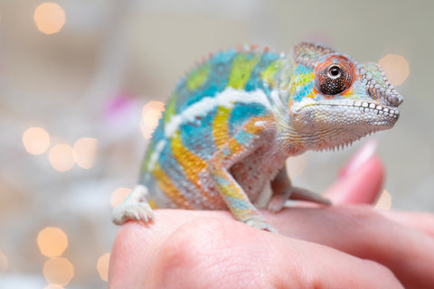 Holdbacks/Individuals: Ambilobe offspring from "Bozeny-akanga" (AKA Little Rascal) x "Vony-tapoaka" (AKA Yellow Explosion) - Hatched: Oct - Nov 2025 - Male #11