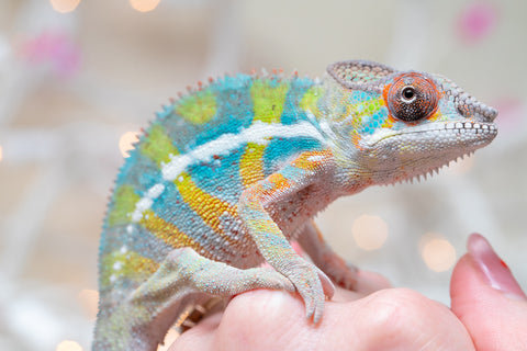 Holdbacks/Individuals: Ambilobe offspring from "Bozeny-akanga" (AKA Little Rascal) x "Vony-tapoaka" (AKA Yellow Explosion) - Hatched: Oct - Nov 2025 - Male #11