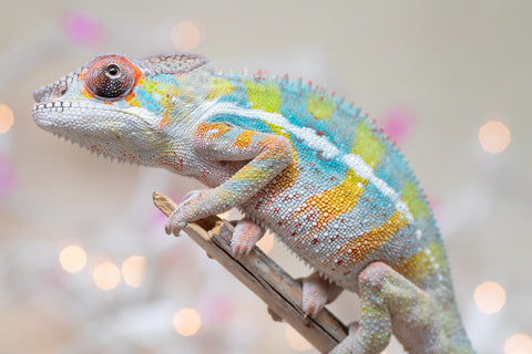 Holdbacks/Individuals: Ambilobe offspring from "Bozeny-akanga" (AKA Little Rascal) x "Vony-tapoaka" (AKA Yellow Explosion) - Hatched: Oct - Nov 2025 - Male #11