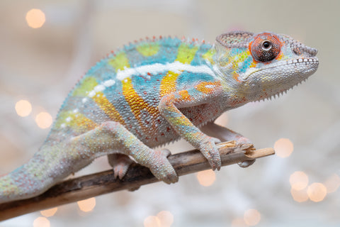 Holdbacks/Individuals: Ambilobe offspring from "Bozeny-akanga" (AKA Little Rascal) x "Vony-tapoaka" (AKA Yellow Explosion) - Hatched: Oct - Nov 2025 - Male #11