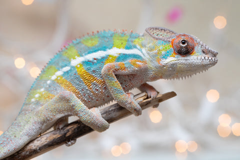 Holdbacks/Individuals: Ambilobe offspring from "Bozeny-akanga" (AKA Little Rascal) x "Vony-tapoaka" (AKA Yellow Explosion) - Hatched: Oct - Nov 2025 - Male #11