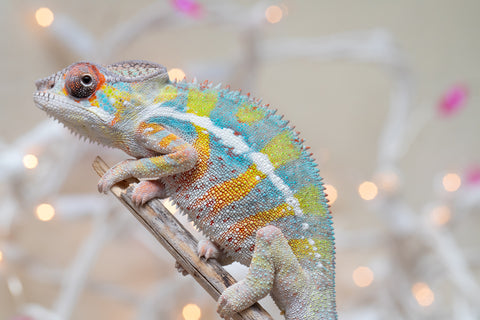 Holdbacks/Individuals: Ambilobe offspring from "Bozeny-akanga" (AKA Little Rascal) x "Vony-tapoaka" (AKA Yellow Explosion) - Hatched: Oct - Nov 2025 - Male #11