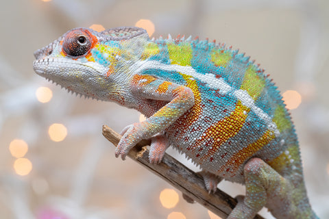 Holdbacks/Individuals: Ambilobe offspring from "Bozeny-akanga" (AKA Little Rascal) x "Vony-tapoaka" (AKA Yellow Explosion) - Hatched: Oct - Nov 2025 - Male #11