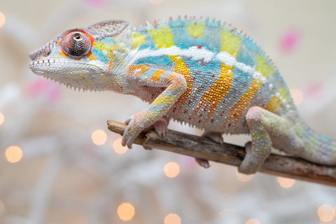 Holdbacks/Individuals: Ambilobe offspring from "Bozeny-akanga" (AKA Little Rascal) x "Vony-tapoaka" (AKA Yellow Explosion) - Hatched: Oct - Nov 2025 - Male #11