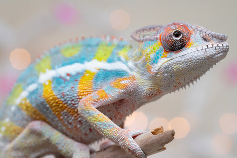 Holdbacks/Individuals: Ambilobe offspring from "Bozeny-akanga" (AKA Little Rascal) x "Vony-tapoaka" (AKA Yellow Explosion) - Hatched: Oct - Nov 2025 - Male #11