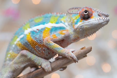 Holdbacks/Individuals: Ambilobe offspring from "Bozeny-akanga" (AKA Little Rascal) x "Vony-tapoaka" (AKA Yellow Explosion) - Hatched: Oct - Nov 2025 - Male #11