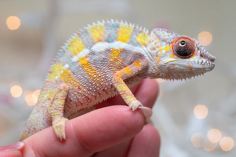Holdbacks/Individuals: Ambilobe offspring from "Bozeny-akanga" (AKA Little Rascal) x "Vony-tapoaka" (AKA Yellow Explosion) - Hatched: Oct - Nov 2025 - Male #12