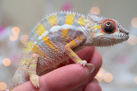 Holdbacks/Individuals: Ambilobe offspring from "Bozeny-akanga" (AKA Little Rascal) x "Vony-tapoaka" (AKA Yellow Explosion) - Hatched: Oct - Nov 2025 - Male #12