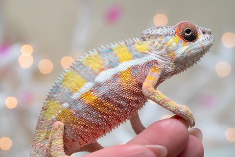 Holdbacks/Individuals: Ambilobe offspring from "Bozeny-akanga" (AKA Little Rascal) x "Vony-tapoaka" (AKA Yellow Explosion) - Hatched: Oct - Nov 2025 - Male #12