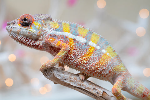 Holdbacks/Individuals: Ambilobe offspring from "Bozeny-akanga" (AKA Little Rascal) x "Vony-tapoaka" (AKA Yellow Explosion) - Hatched: Oct - Nov 2025 - Male #12