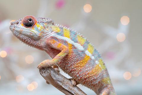 Holdbacks/Individuals: Ambilobe offspring from "Bozeny-akanga" (AKA Little Rascal) x "Vony-tapoaka" (AKA Yellow Explosion) - Hatched: Oct - Nov 2025 - Male #12